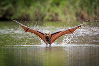 Grey Headed Flying Fox, Belly dipping