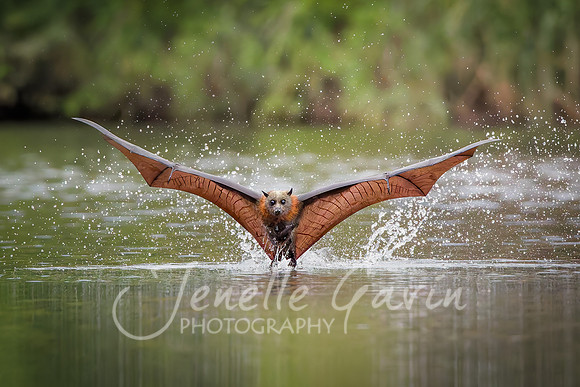 Grey Headed Flying Fox, Belly dipping