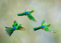 "Into the Light", King Parrots in flight