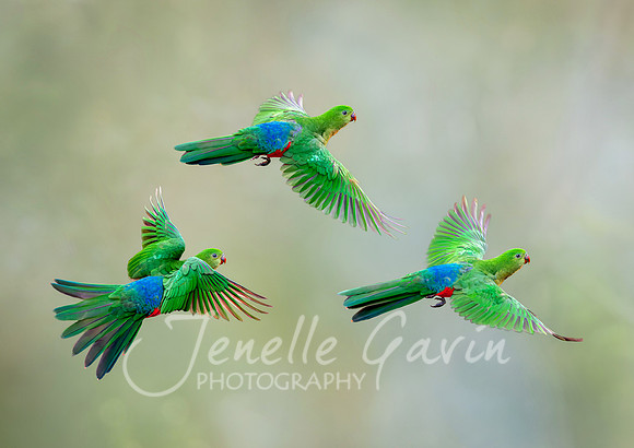 "Into the Light", King Parrots in flight