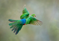 Juvenile King Parrot