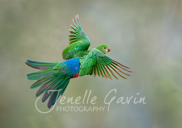 Juvenile King Parrot