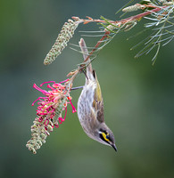 Yellow cheeked Honeyeater