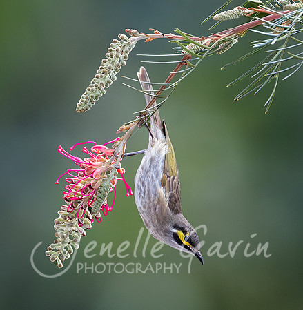 Yellow cheeked Honeyeater