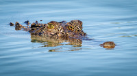 Saltwater Crocodile