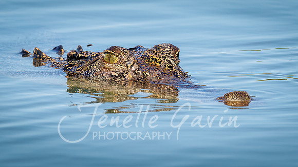 Saltwater Crocodile