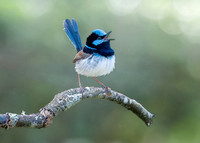 Singing for his supper.  Superb Fairy Wren
