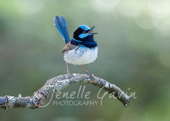 Singing for his supper.  Superb Fairy Wren