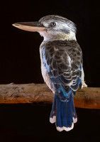 Blue winged Kookaburra
