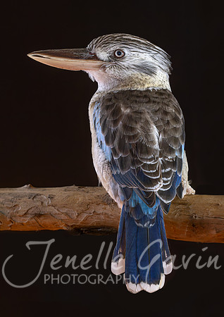 Blue winged Kookaburra