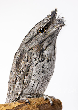 Tawny Frogmouth
