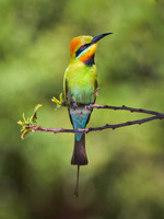 Rainbow Bee-eater posing
