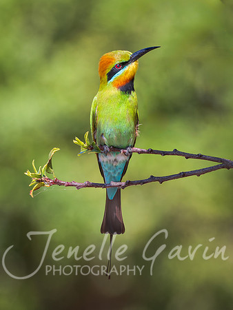 Rainbow Bee-eater posing