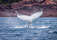 Humpback Whale white tail
