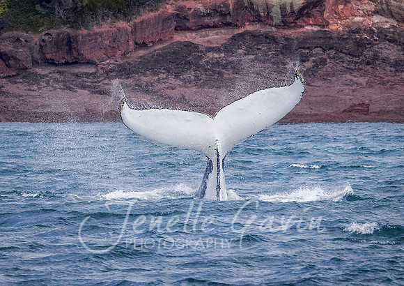 Humpback Whale white tail
