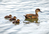 Chestnut Teale mother and ducklings