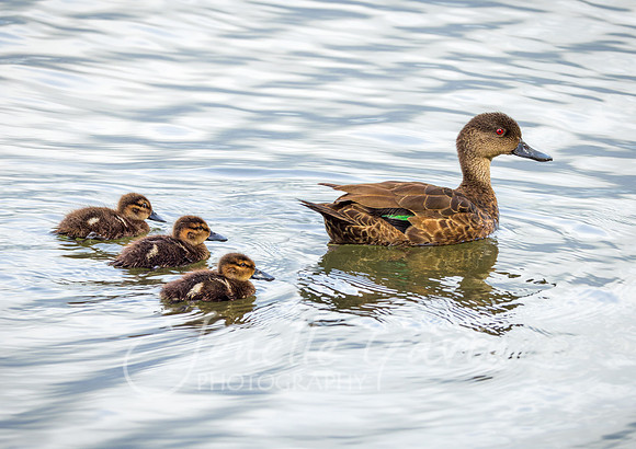 Chestnut Teale mother and ducklings