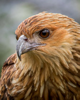 Whistling Kite Portrait