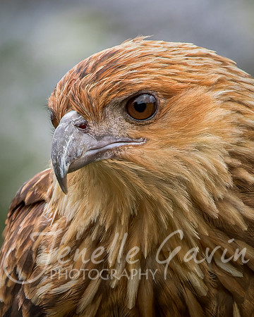 Whistling Kite Portrait
