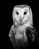 Eastern Barn Owl
