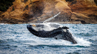 Humpback Whale