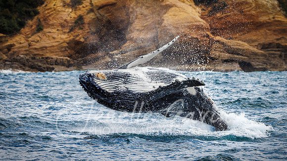 Humpback Whale