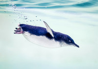 Little Penguin