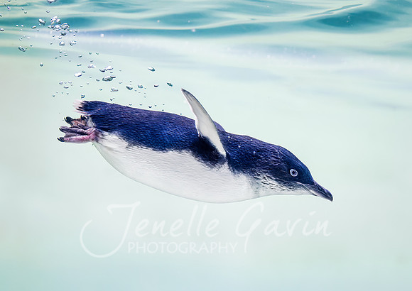Little Penguin