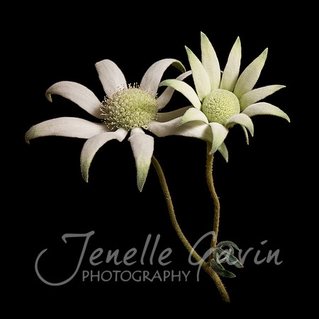 Flannel Flower, Actinotus helianthi