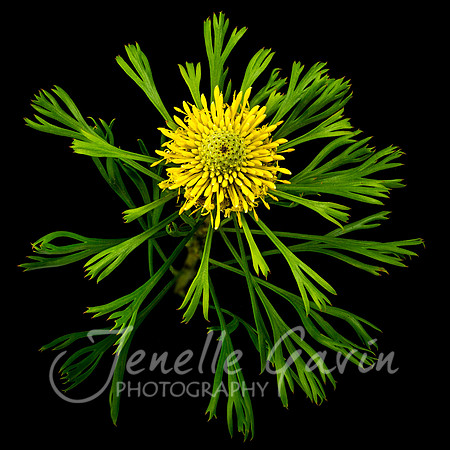Isopogon