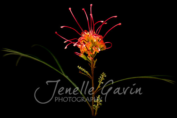 Grevillea "Firesprite"