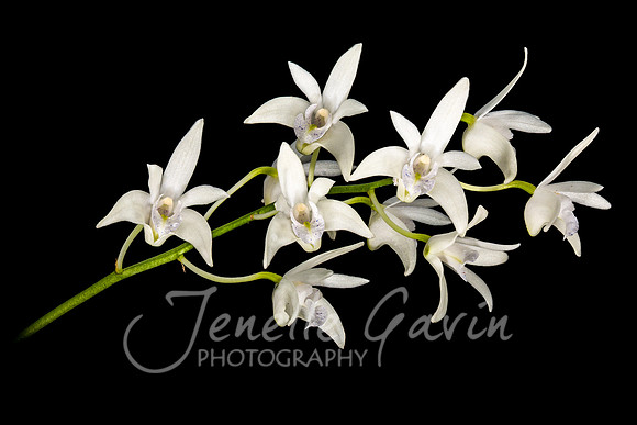 Orchid