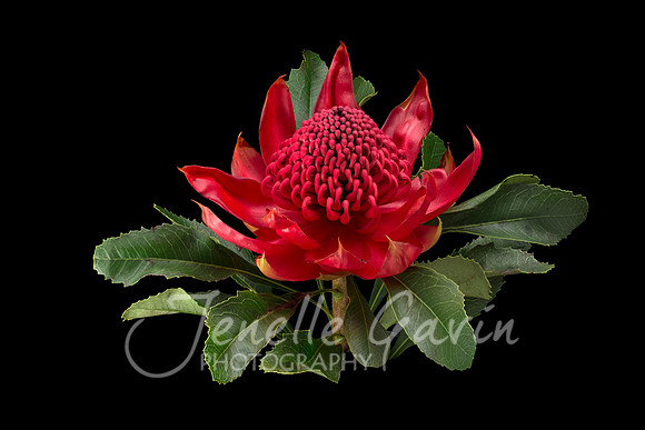 NSW Waratah, Telopea speciosissima