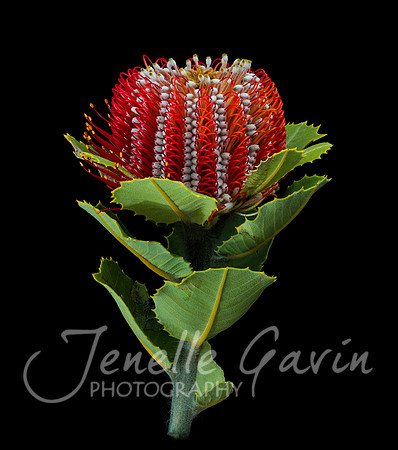 Banksia coccinea, side view
