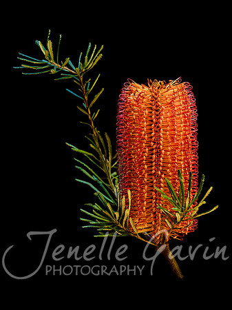 Banksia spinulosa #1