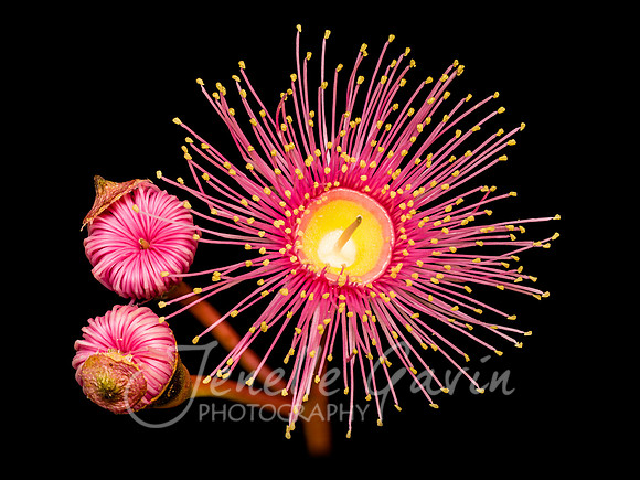 Corymbia "Summer Beauty", flower + buds