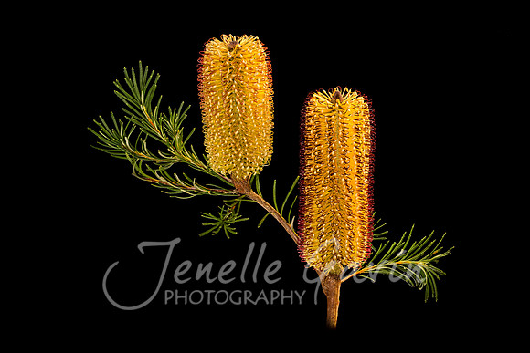 Banksia "Birthday Candles" #1