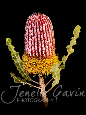 Banksia menzeissii #1