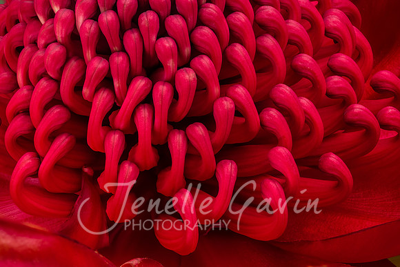 Waratah, macro