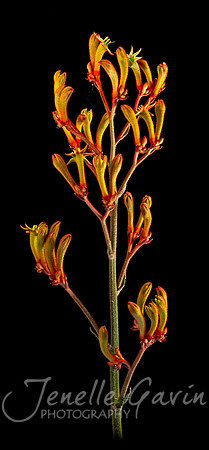 Kangaroo Paw, orange #1