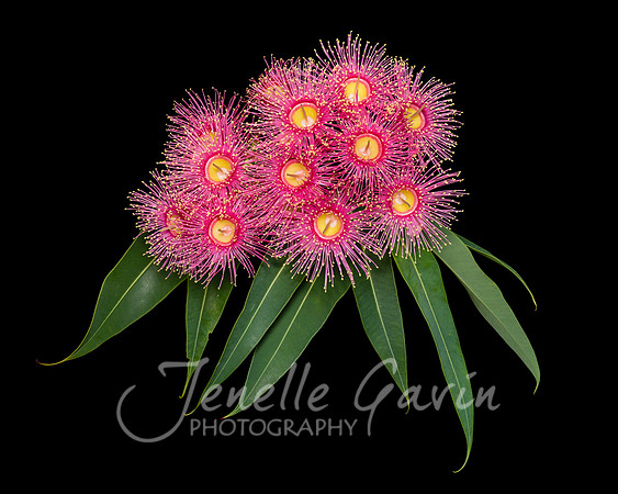 Corymbia "Summer Beauty"