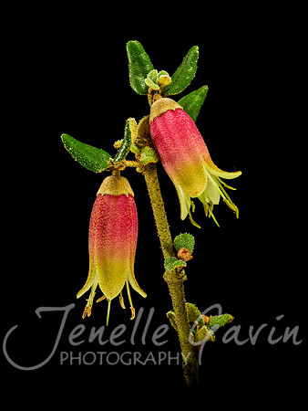 Correa "Little Pink Bell"