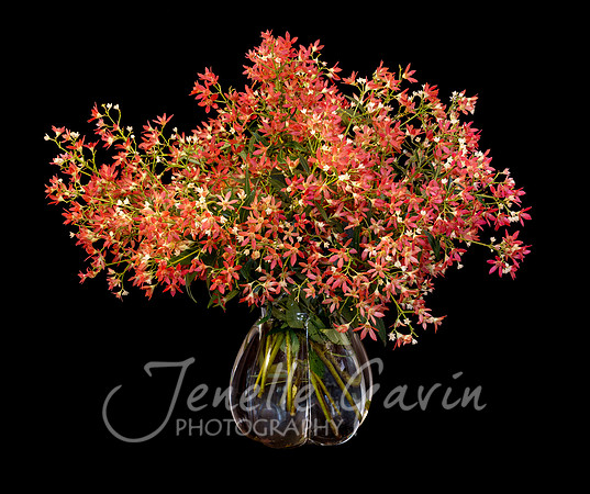 NSW Christmas bush in Vase #2, Ceratapetalum gummiferum