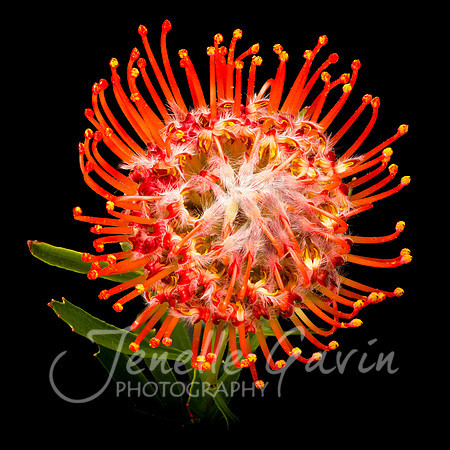 Leucospermum, orange