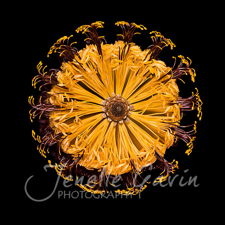 Banksia "Birthday Candles", top #2