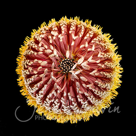 Banksia menzeissii, top view
