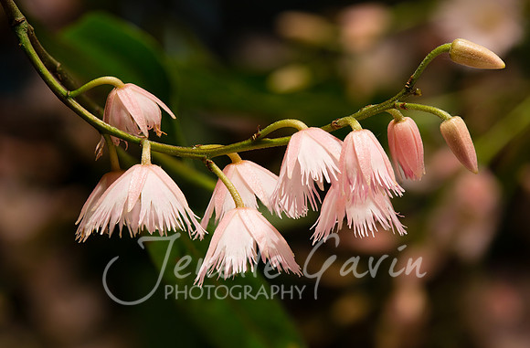 Blueberry Ash, Eleocarpus reticulatus