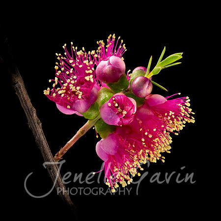 Melaleuca fulgens