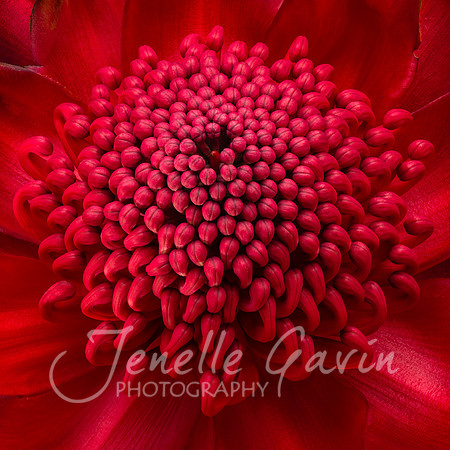 NSW Waratah, "Redhead"