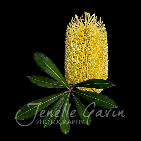 Banksia integrifolia, Coastal Banksia #1